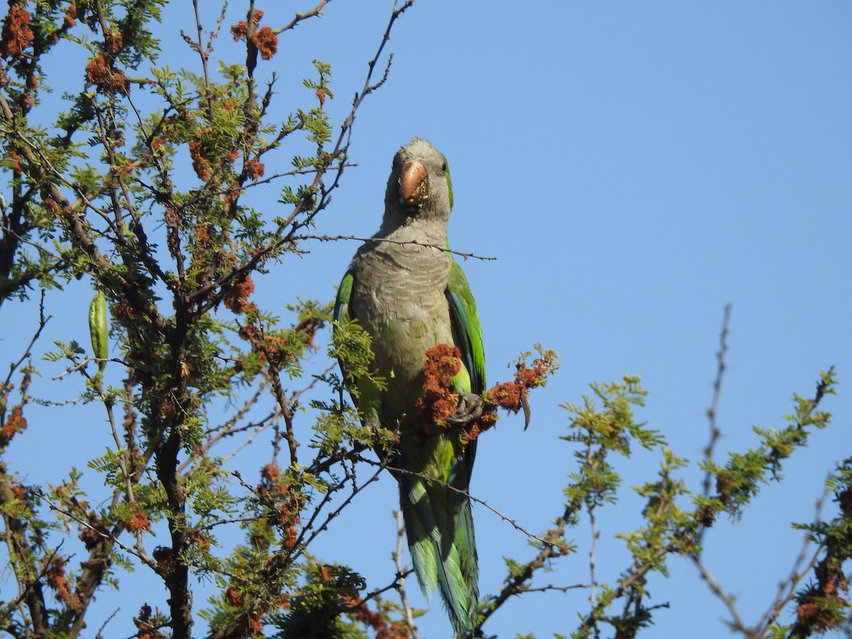 Monk Parakeet - ML646473562