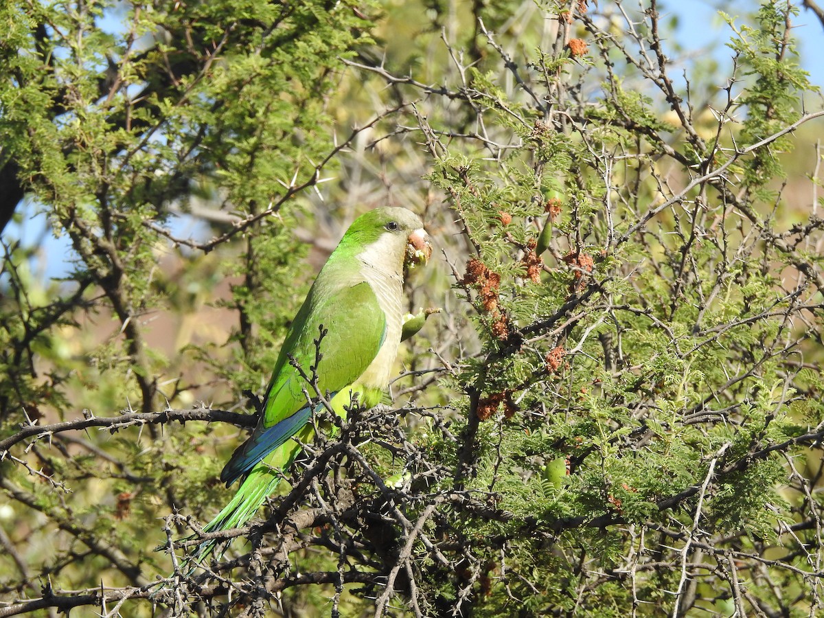 Monk Parakeet - ML646473563