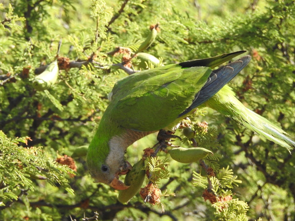 Monk Parakeet - ML646473564