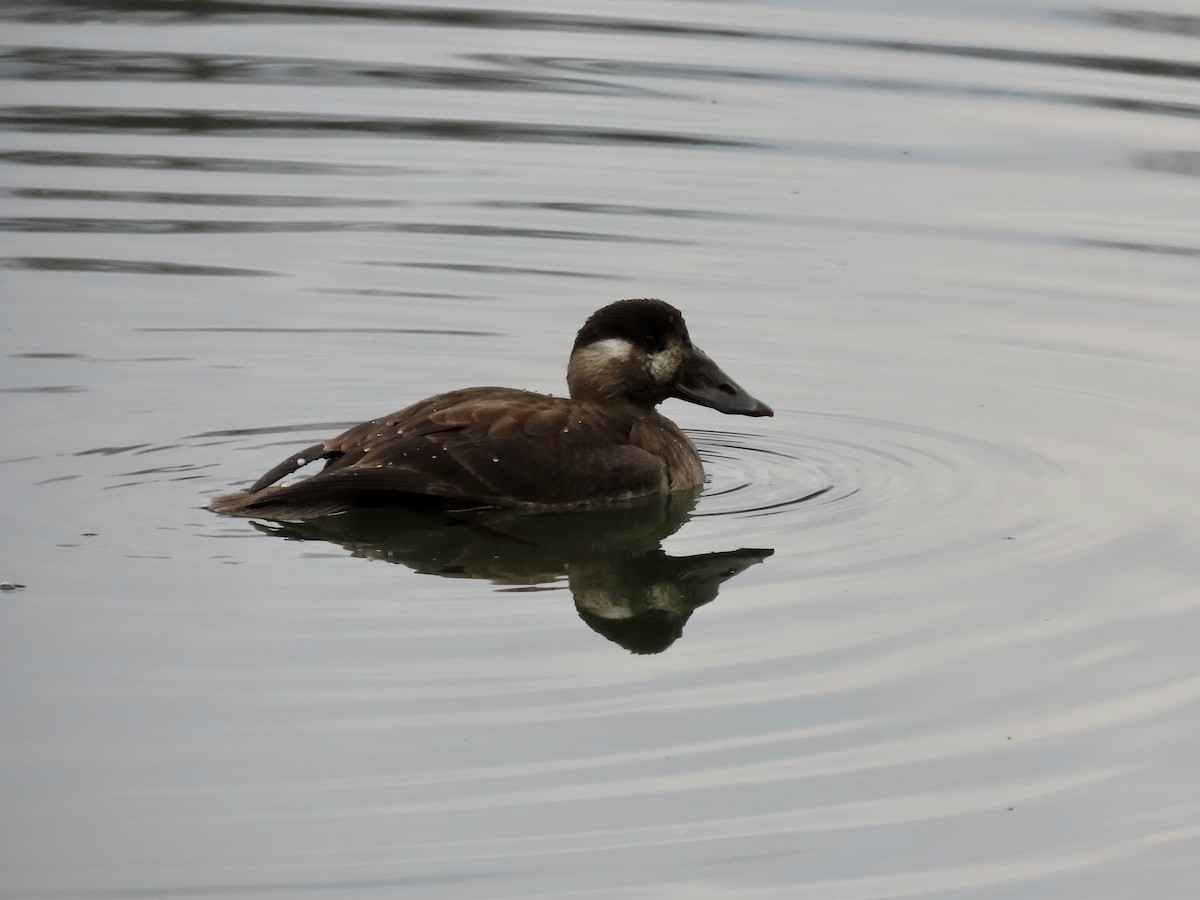 Surf Scoter - ML646473565