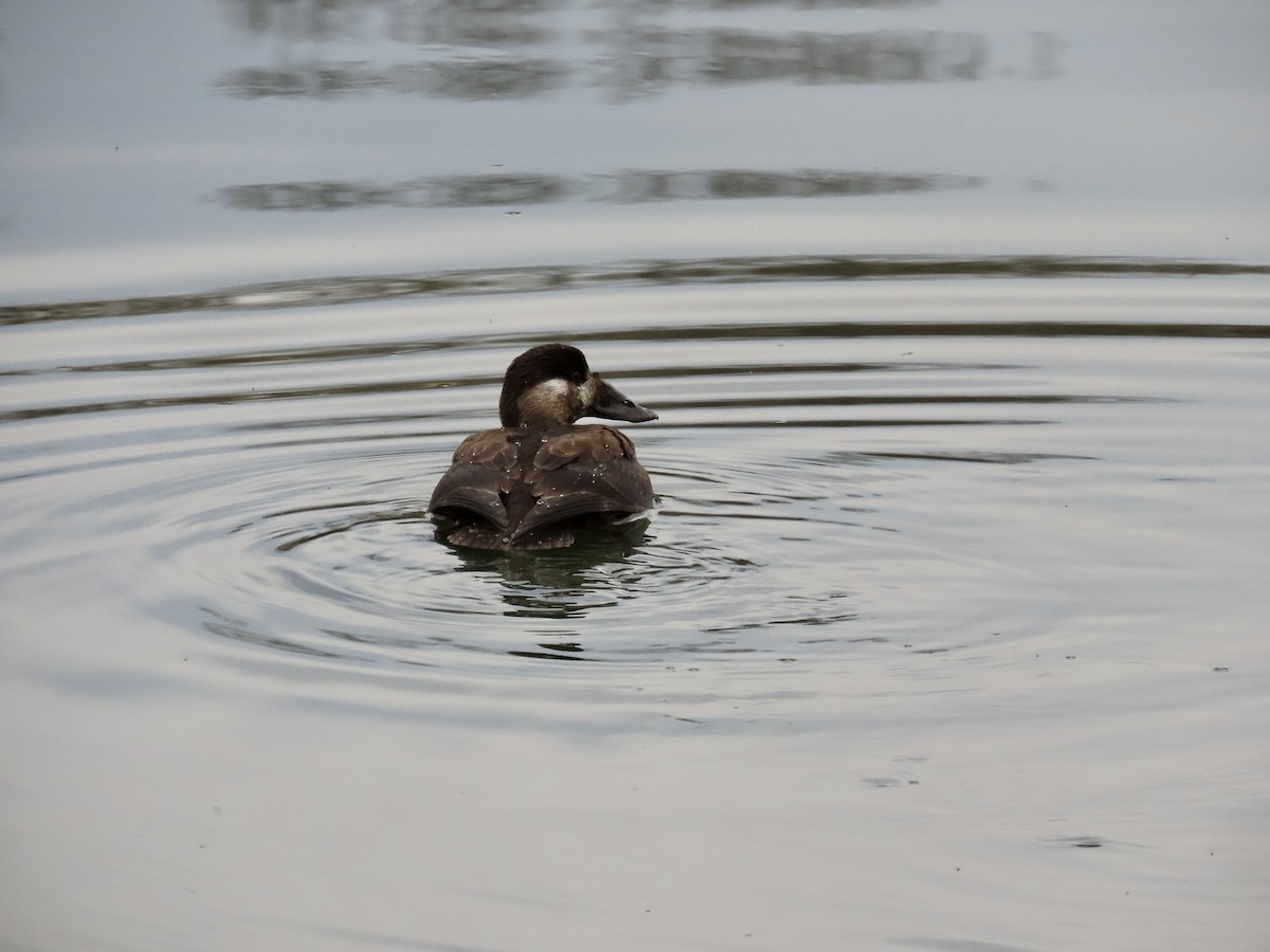 Surf Scoter - ML646473566
