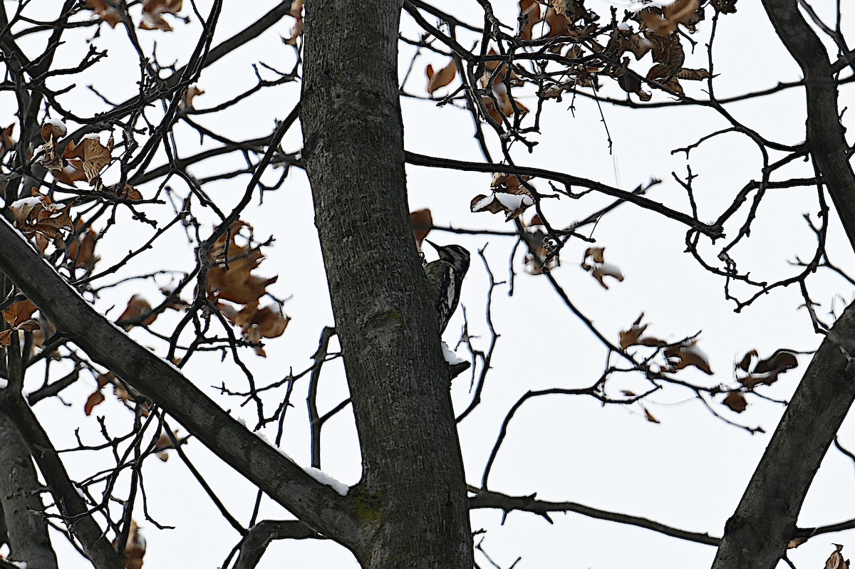Yellow-bellied Sapsucker - ML646473567