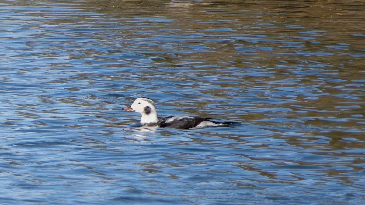 Long-tailed Duck - ML646473568