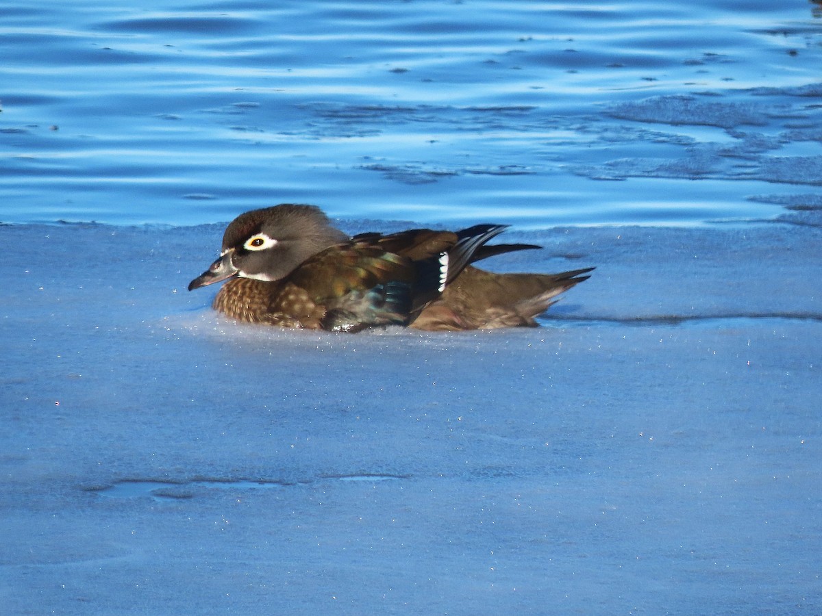 アメリカオシ - ML646473569