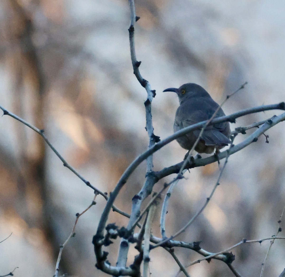 Curve-billed Thrasher - ML646473572