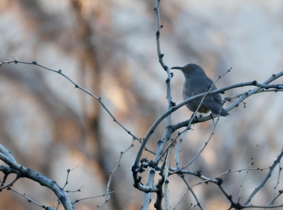 Curve-billed Thrasher - ML646473573