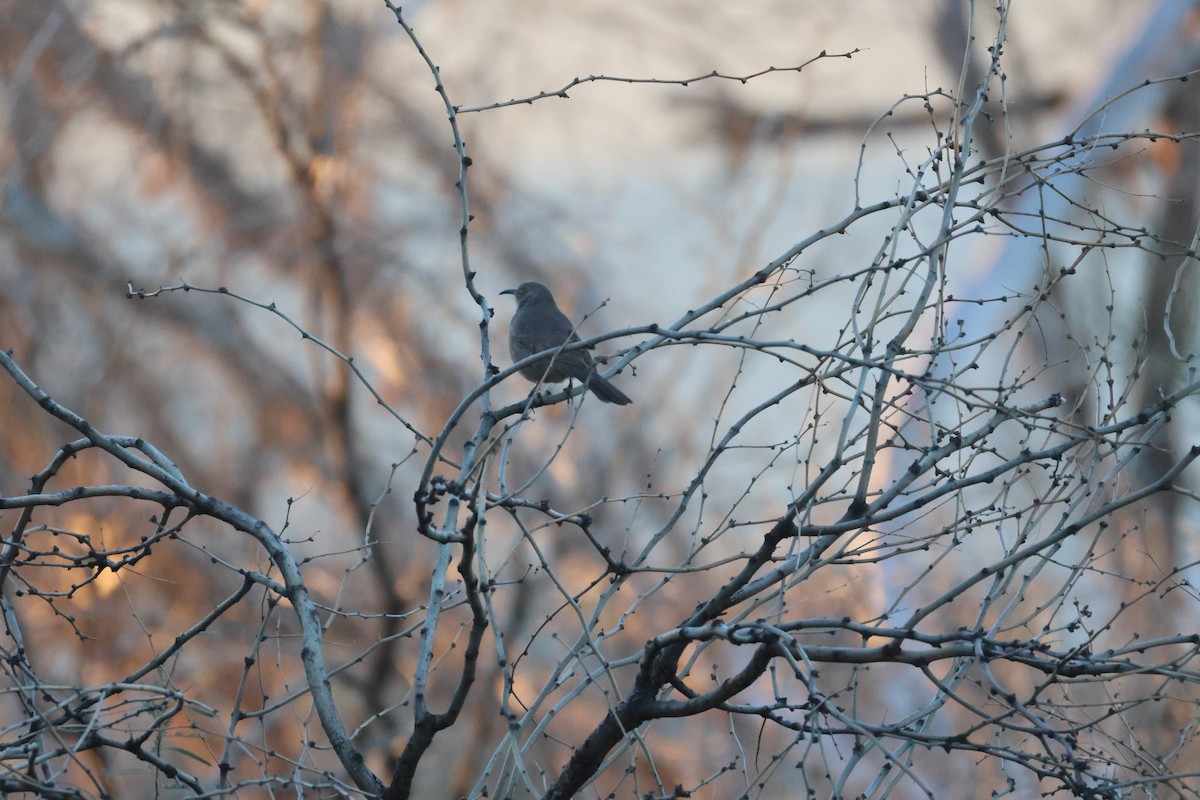 Curve-billed Thrasher - ML646473575