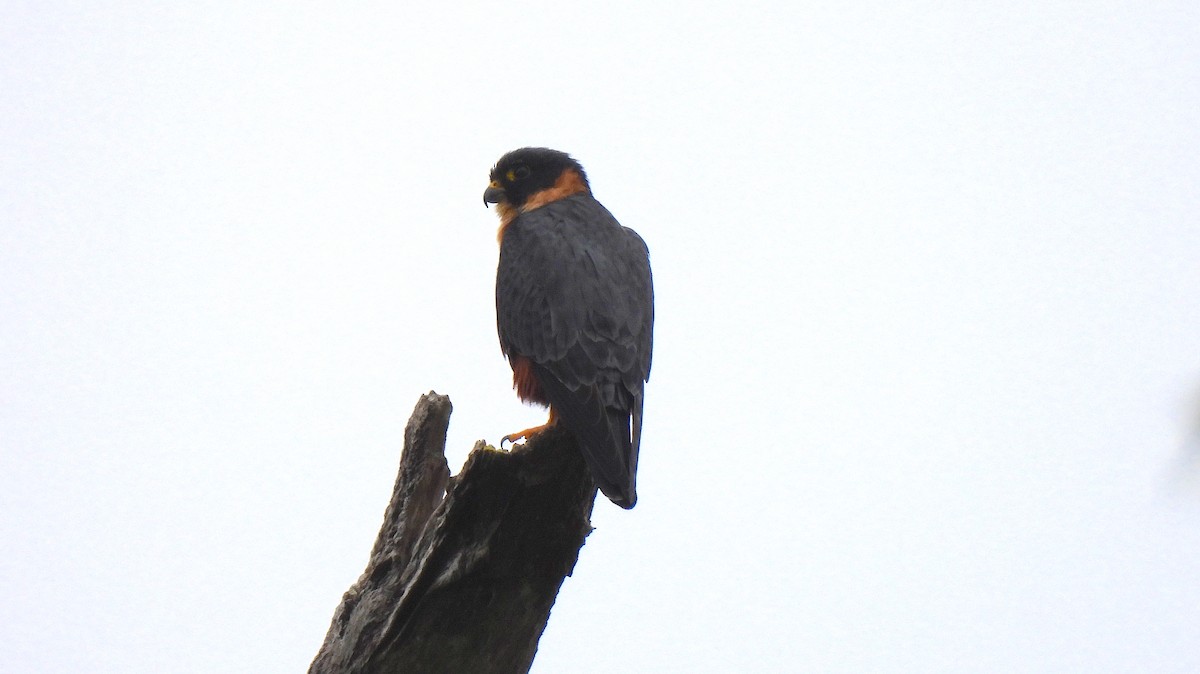 Bat Falcon - ML646473577