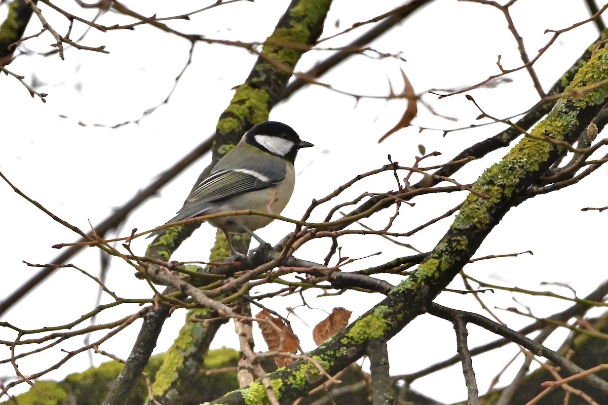ירגזי מצוי - ML646473578