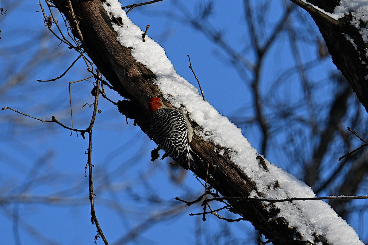 Red-bellied Woodpecker - ML646473579