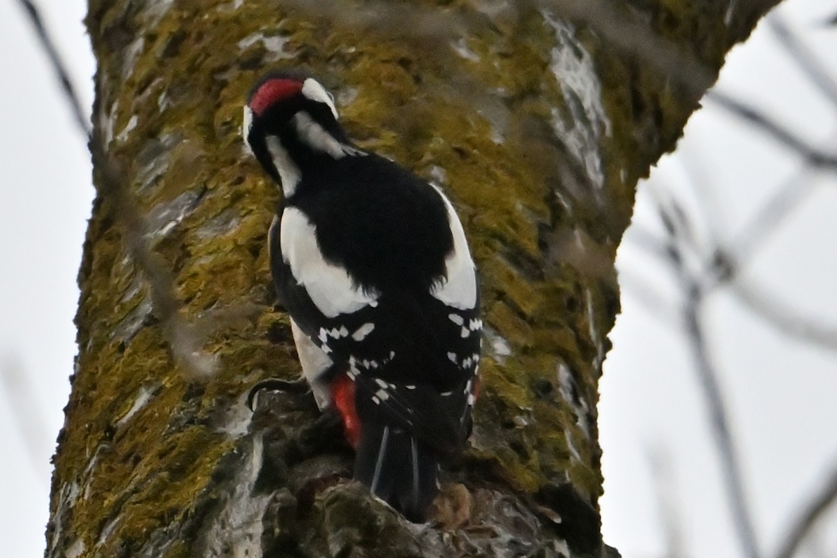 נקר עקוד - ML646473586