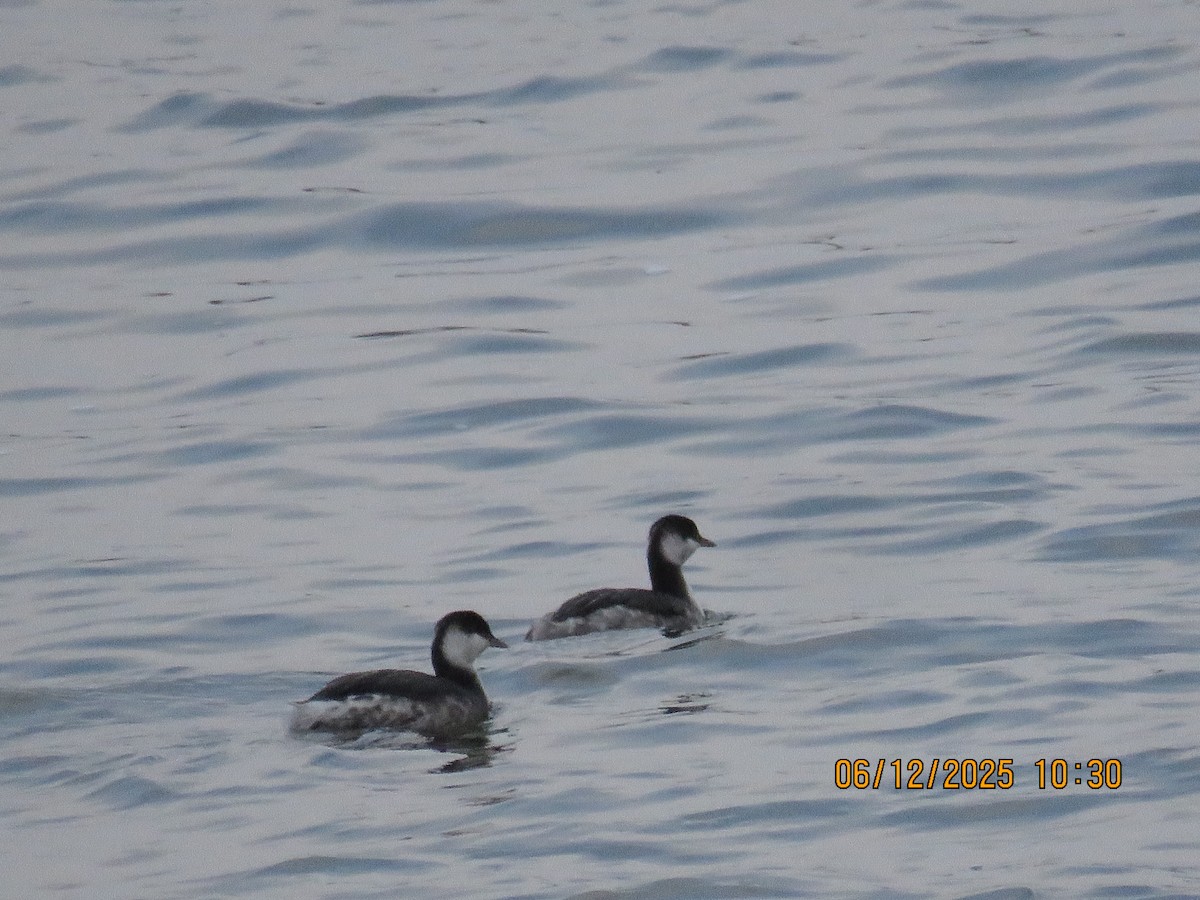 טבלן לבן-לחיים - ML646473587