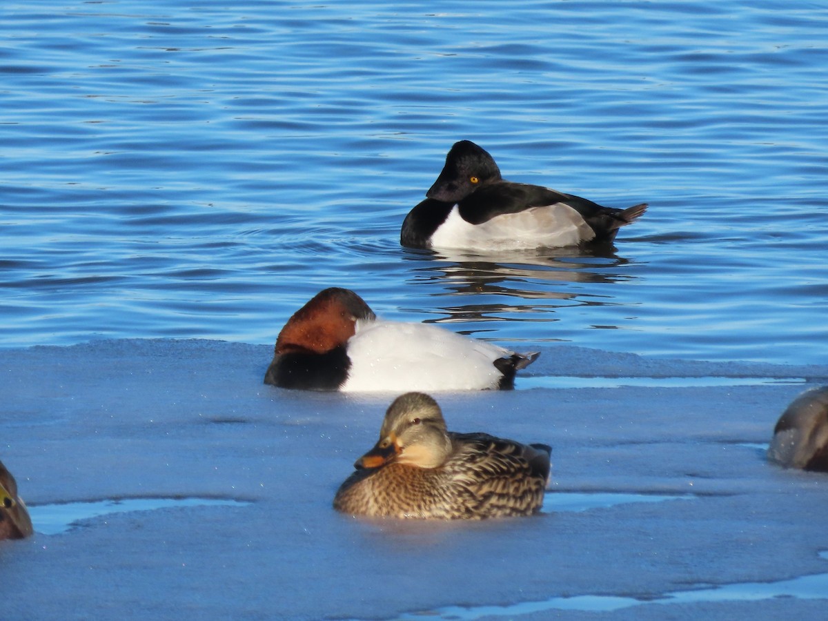 צולל צווארון - ML646473588