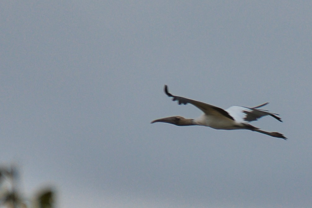 Wood Stork - ML646473589