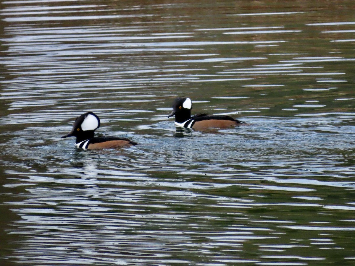 מרגון מקושט - ML646473590
