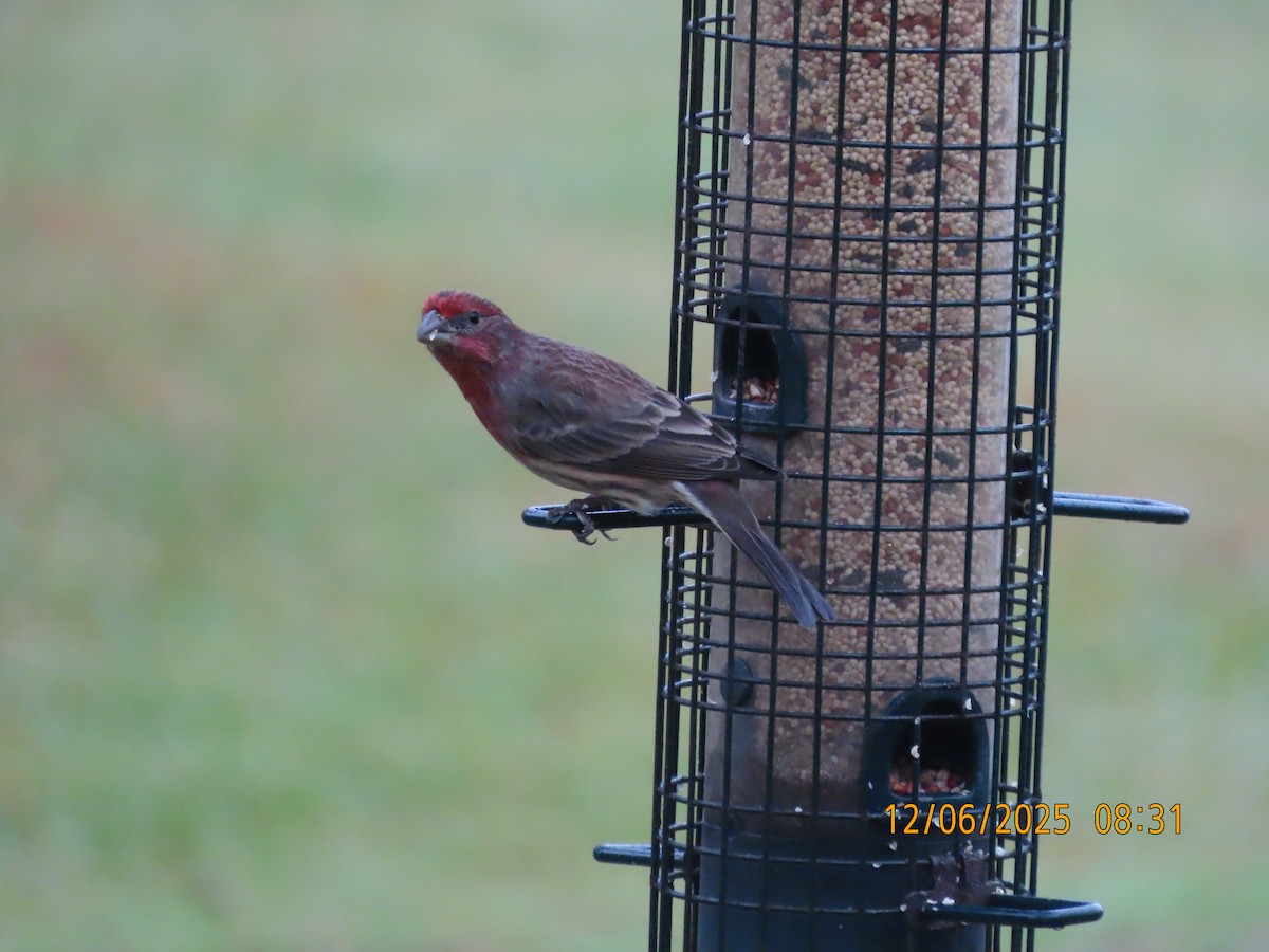 House Finch - ML646473591