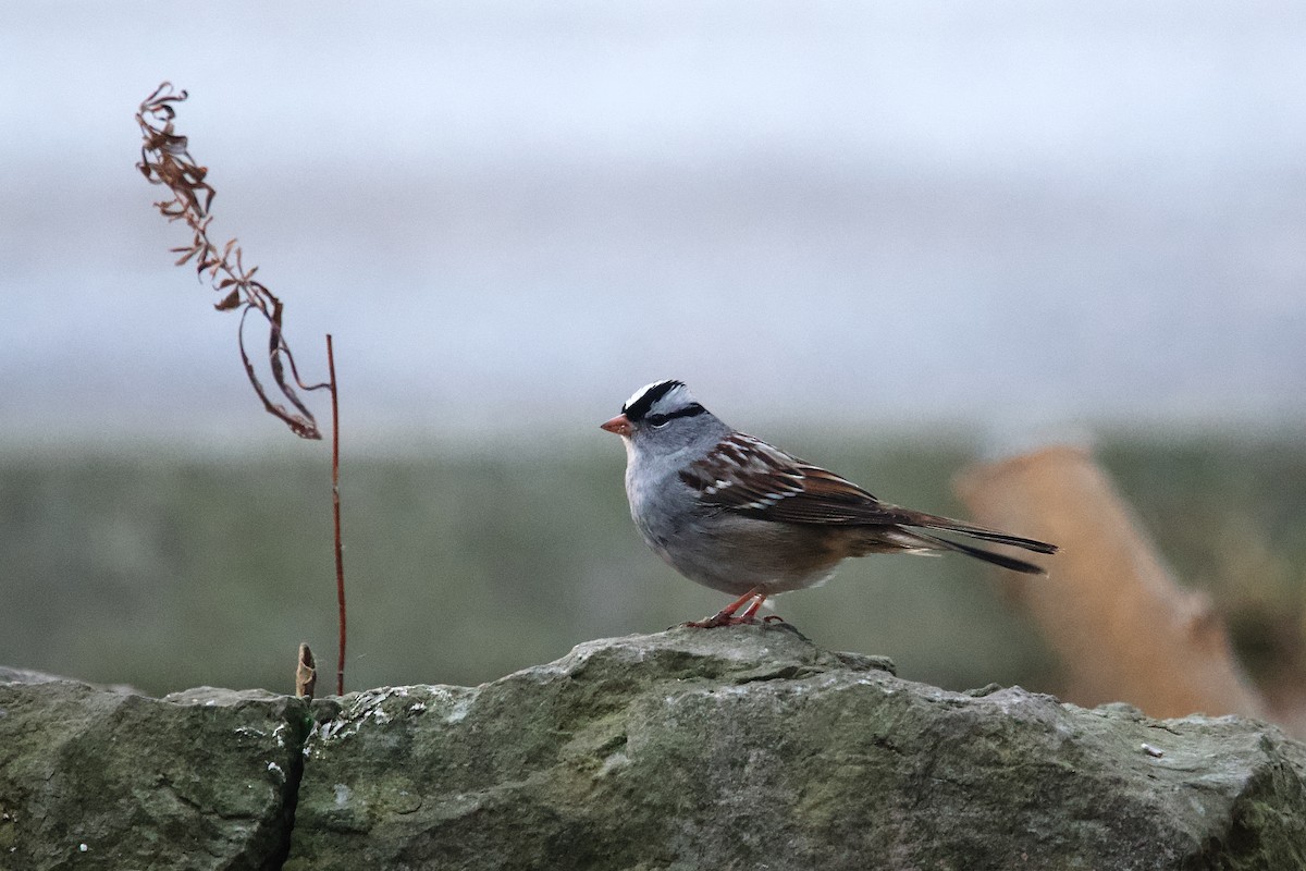 גיבתונית לבנת-כיפה - ML646473592