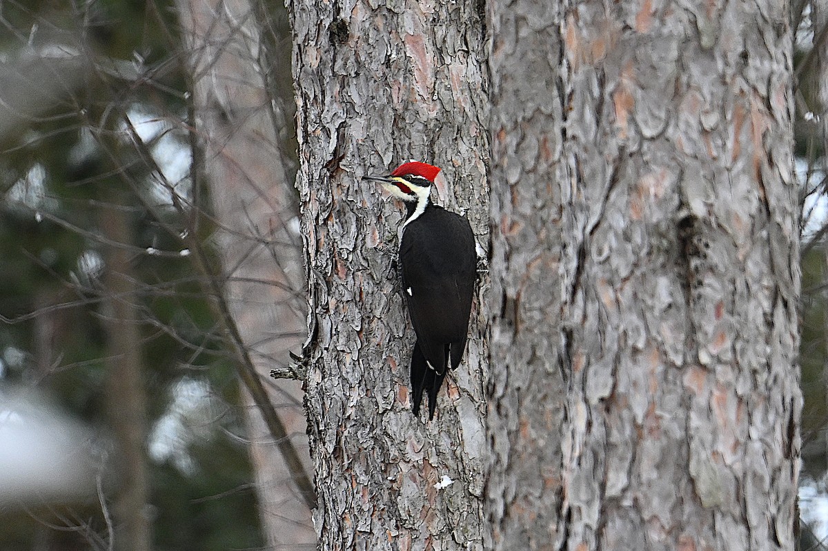 Pileated Woodpecker - ML646473593