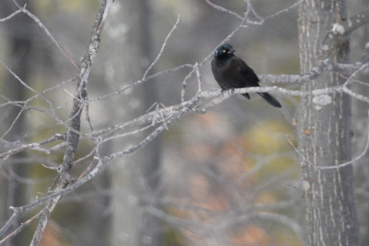 Common Grackle - ML646473594