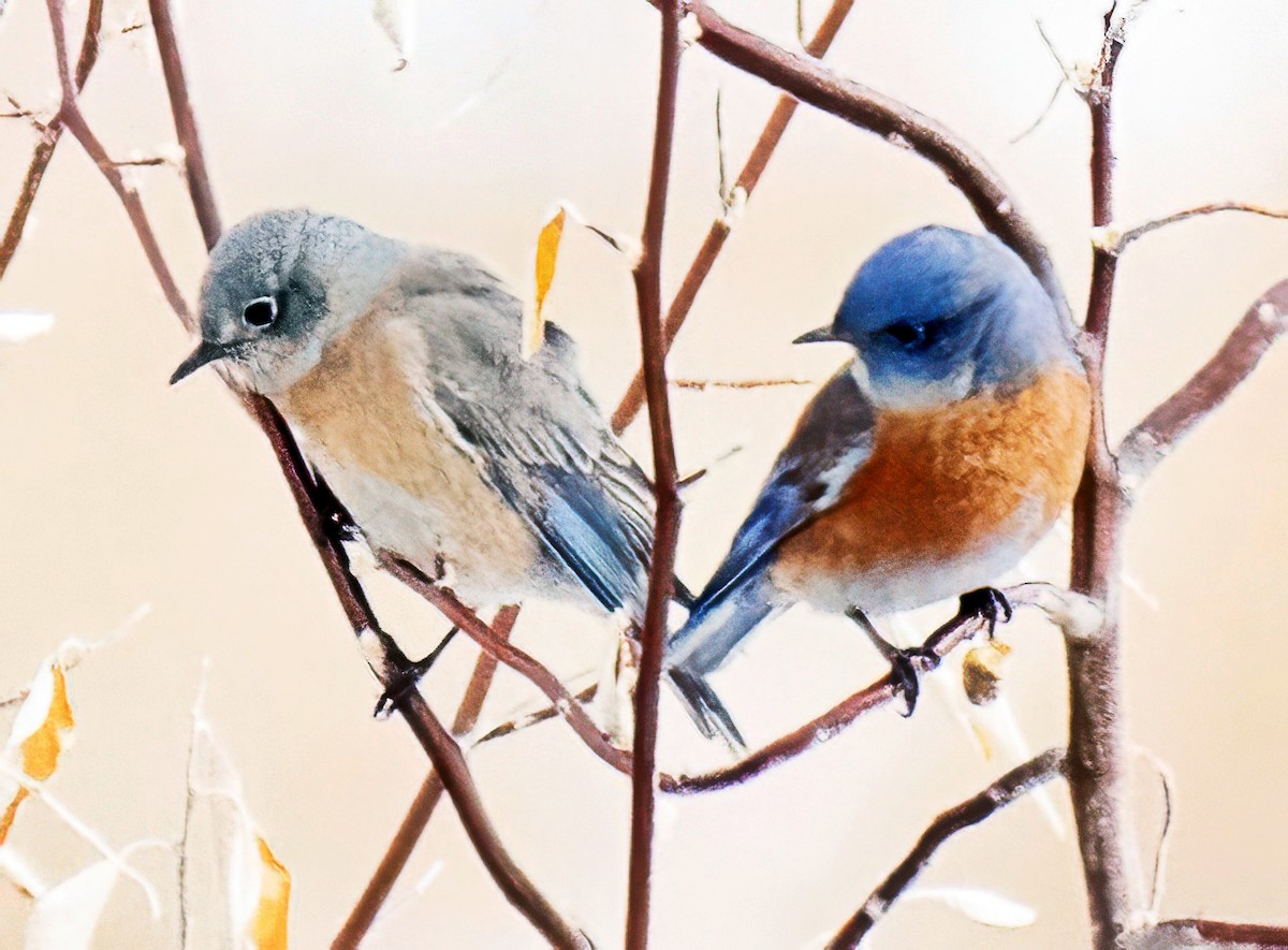 Western Bluebird - ML646473595