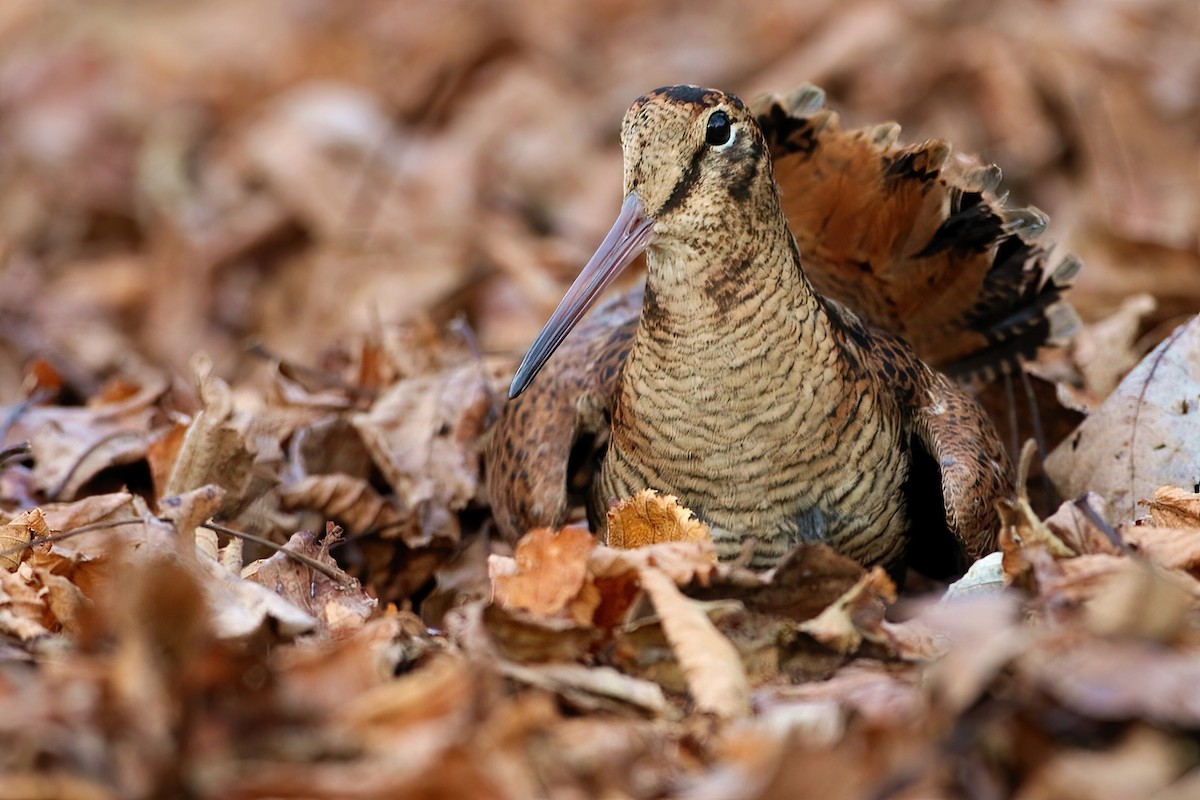 חרטומן יערות - ML646473597