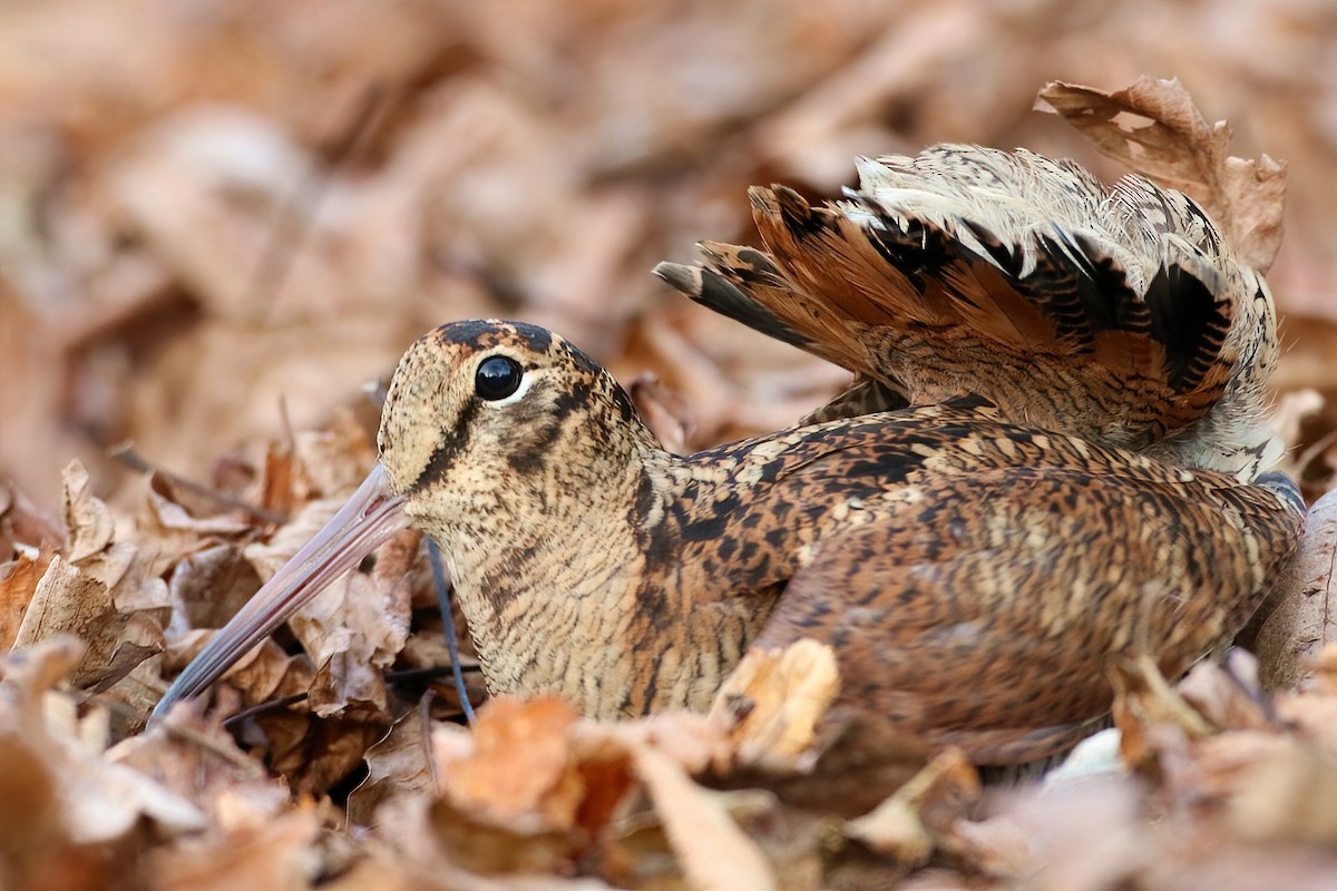 חרטומן יערות - ML646473598