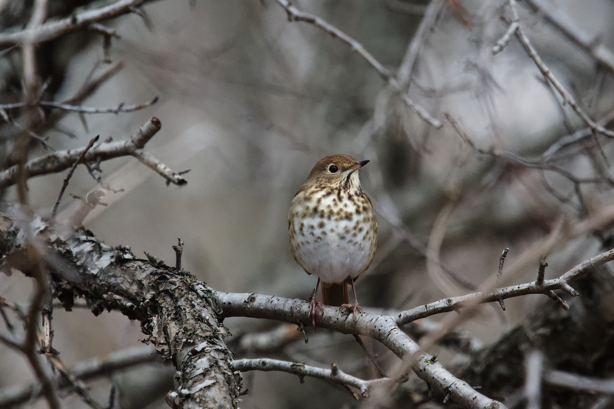 チャイロコツグミ - ML646473599