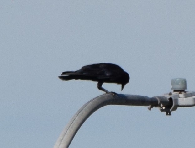 Australian Raven - ML646473600