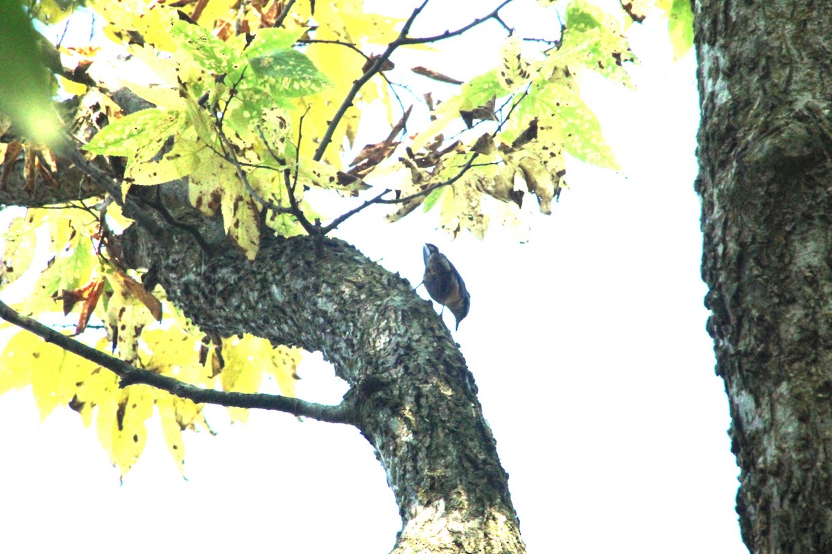 סיטה קנדית - ML646473601