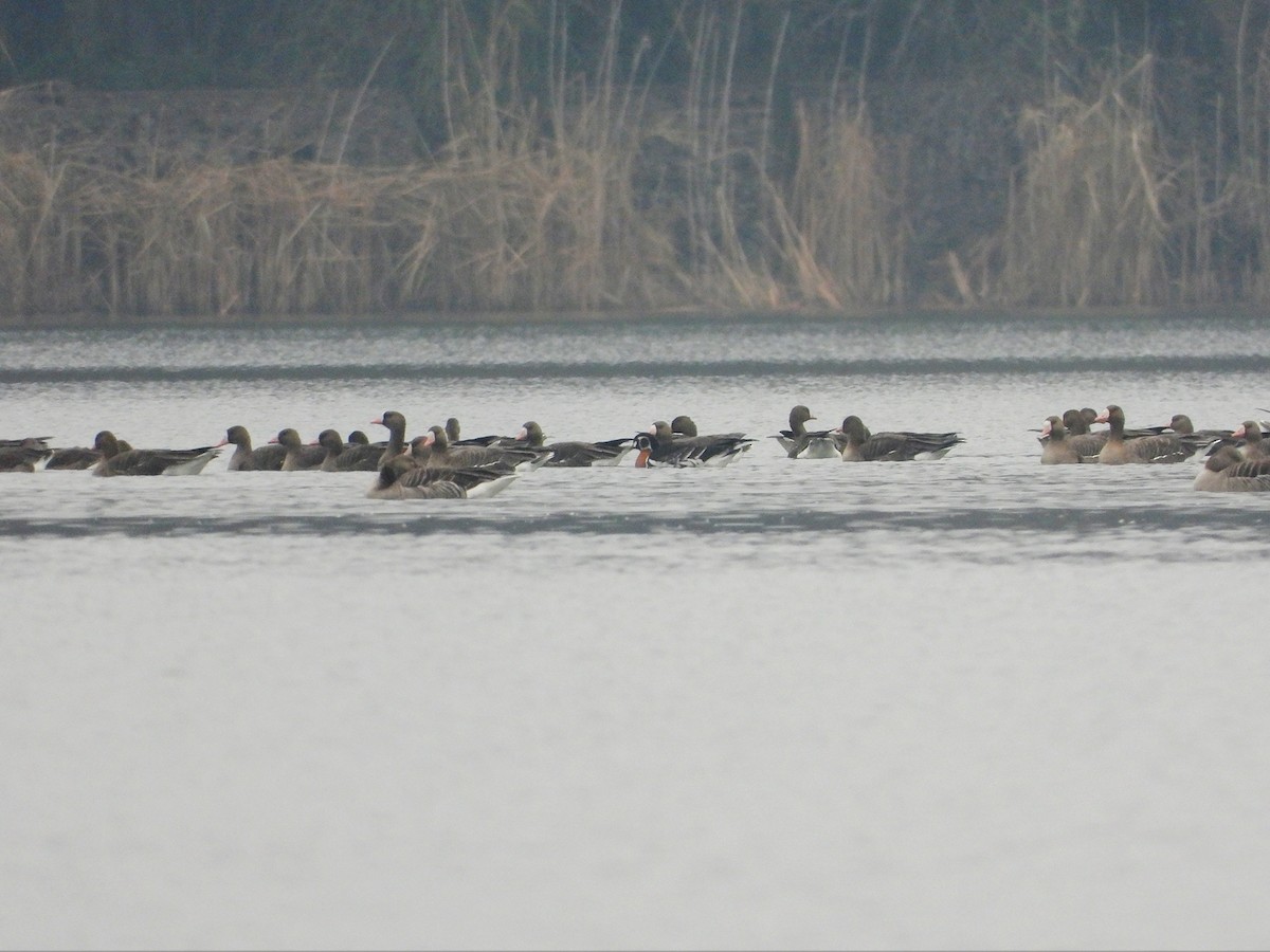 Bernache à cou roux - ML646473605