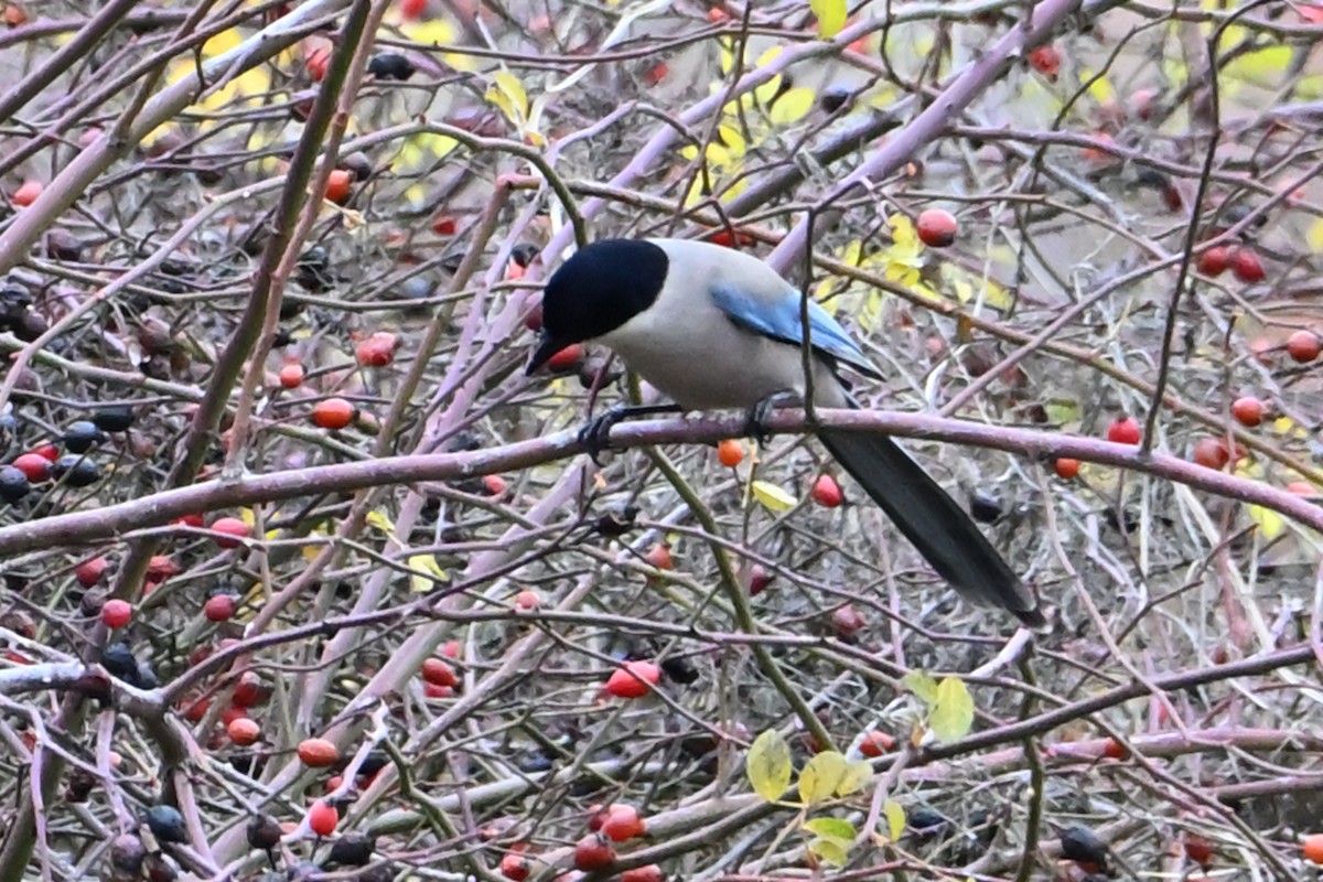 עקעק תכול - ML646473606