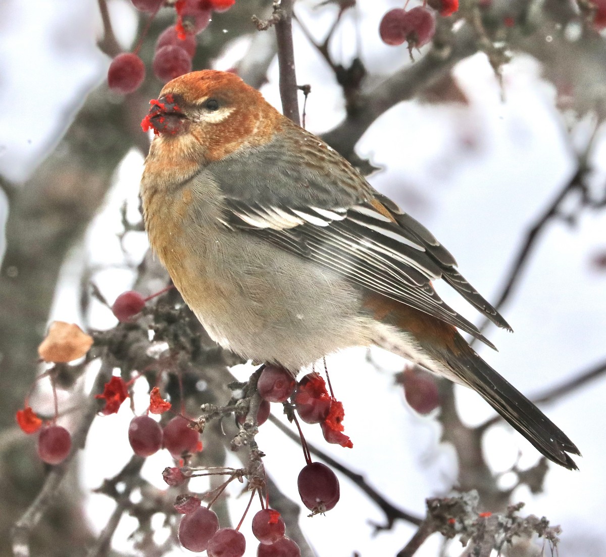 Pine Grosbeak - ML646473607