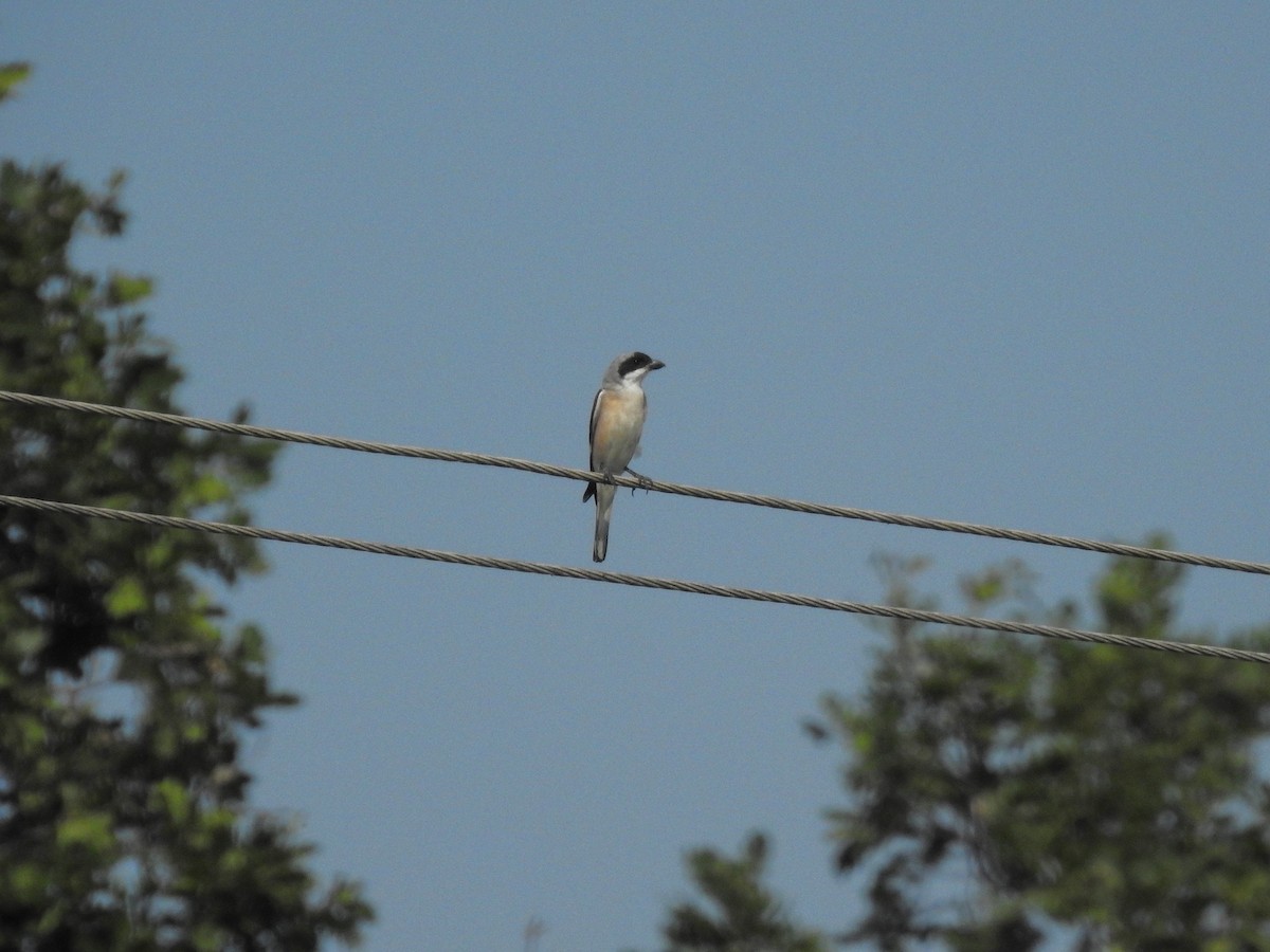 חנקן שחור-מצח - ML646473610