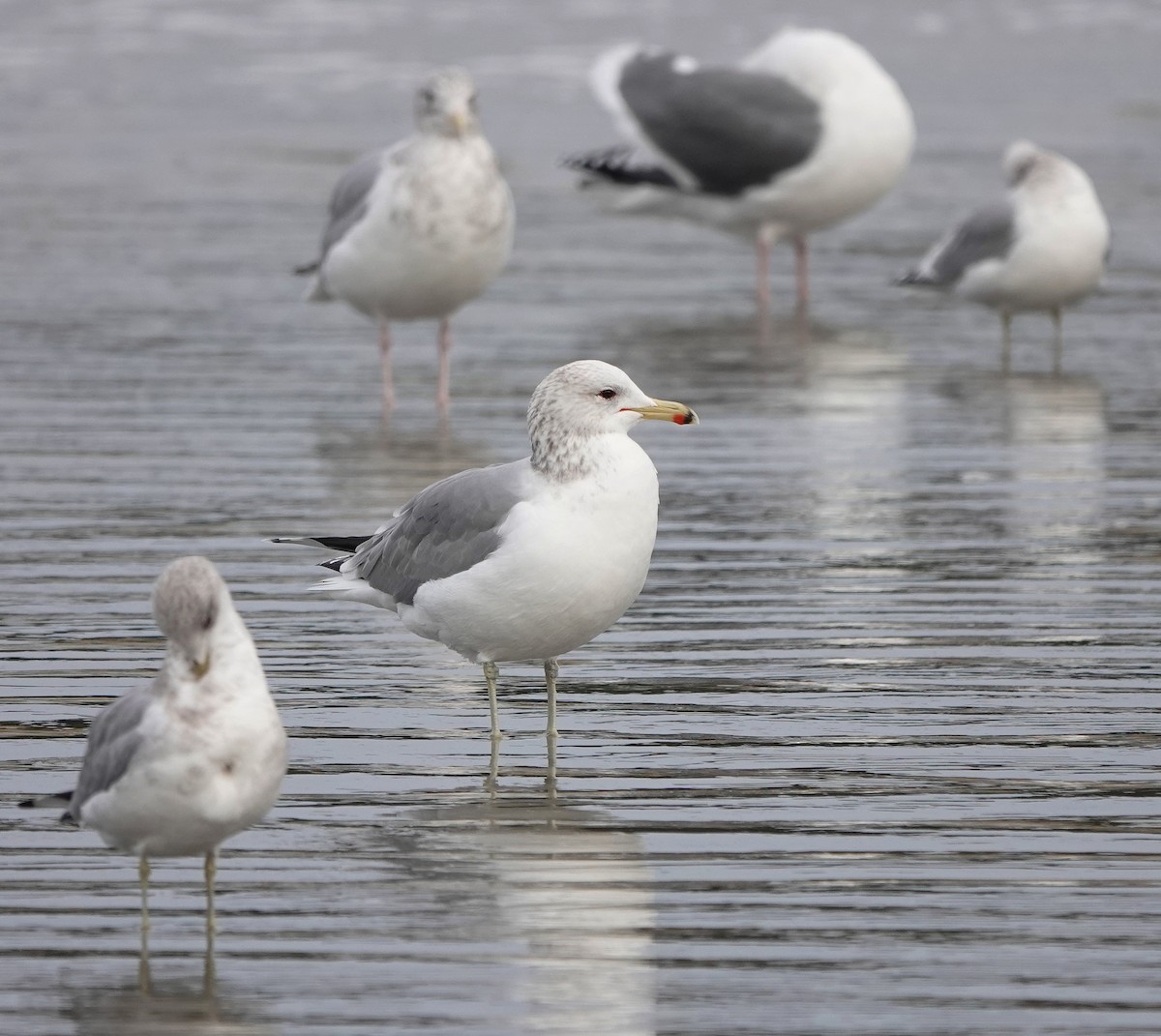 California Gull - ML646473611