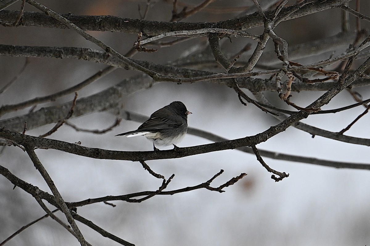 Dark-eyed Junco (Slate-colored) - ML646473612