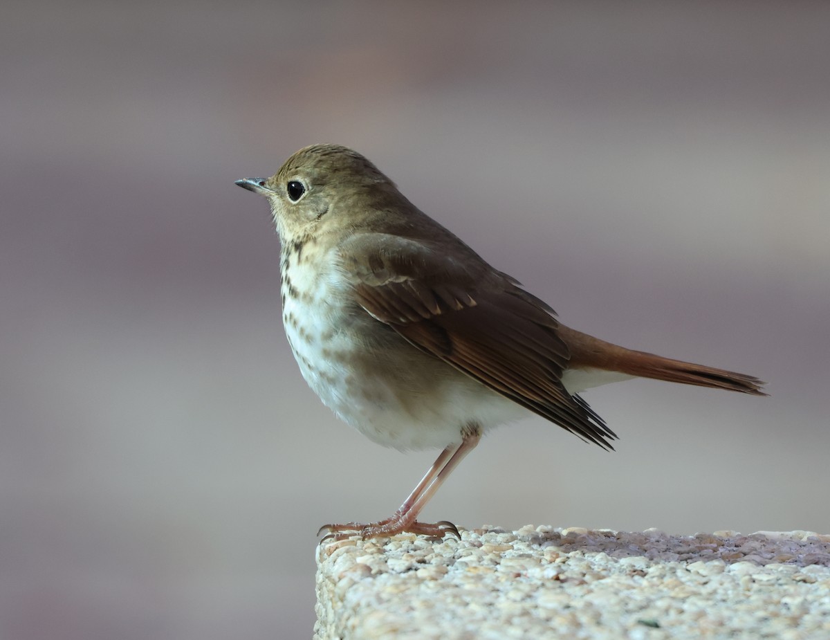 קיכלי חלוד-זנב - ML646473614