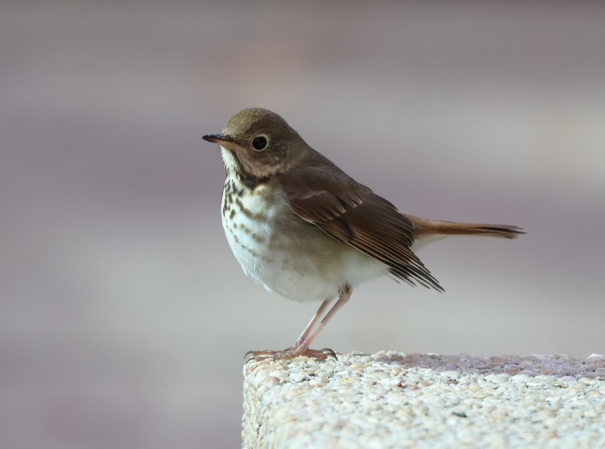 קיכלי חלוד-זנב - ML646473615