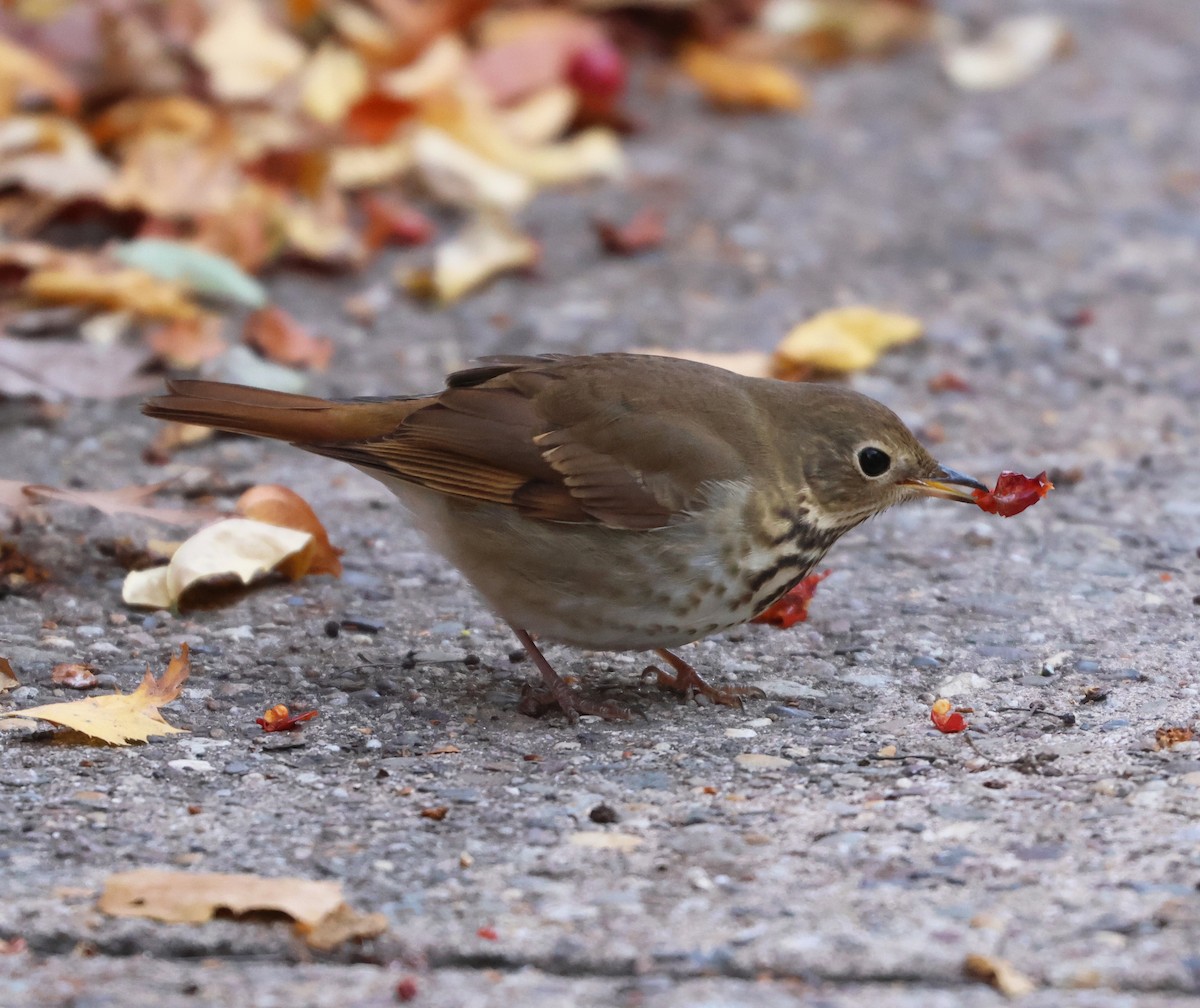 קיכלי חלוד-זנב - ML646473616