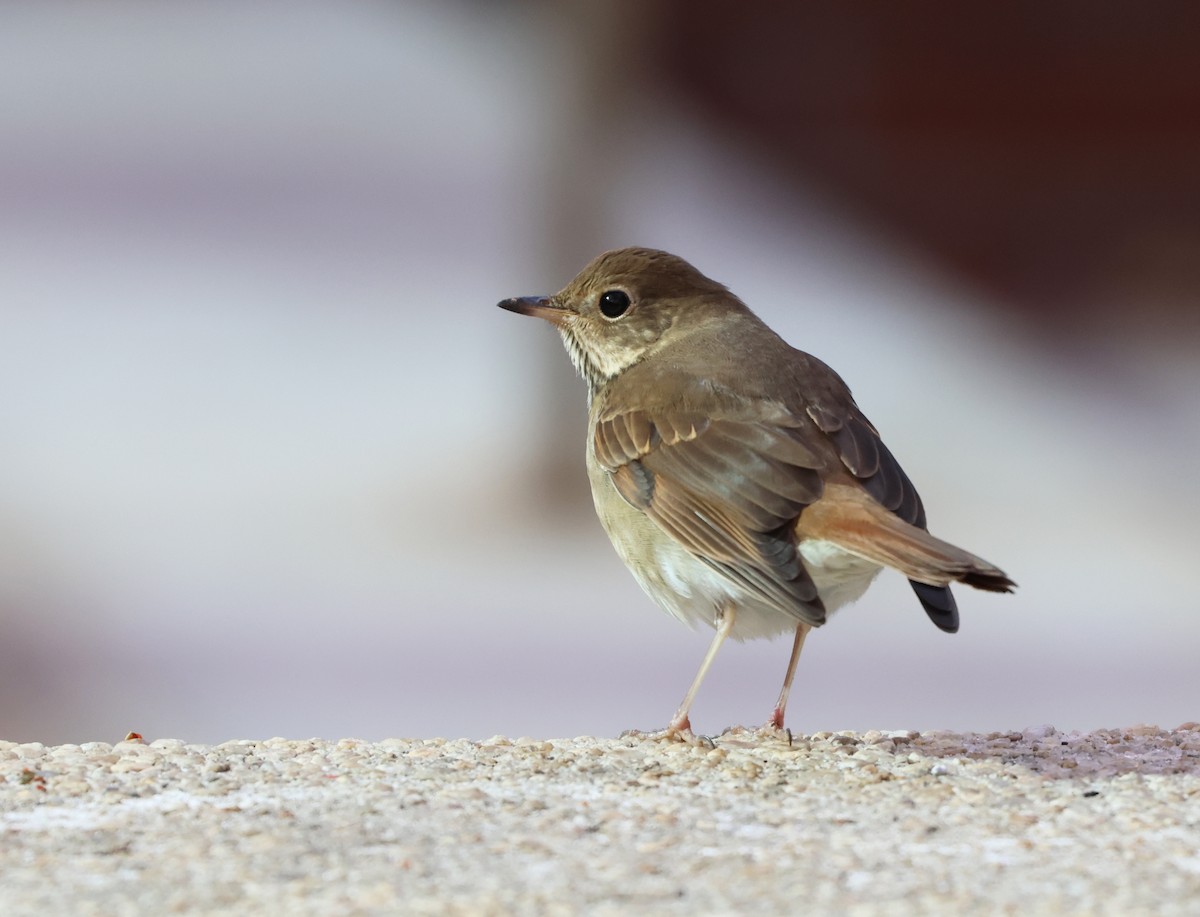 קיכלי חלוד-זנב - ML646473617