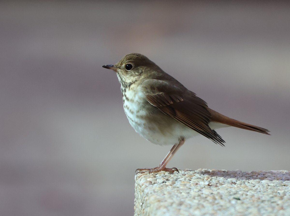 קיכלי חלוד-זנב - ML646473618