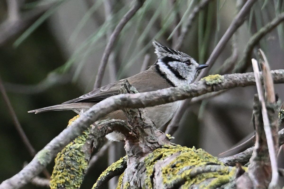 Crested Tit - ML646473620