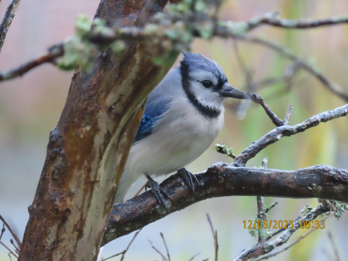 Blue Jay - ML646473621