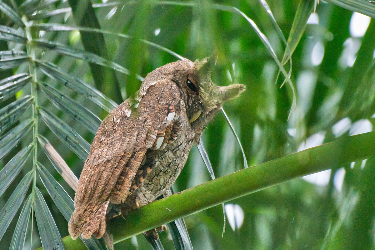 クーパーコノハズク - ML646473622