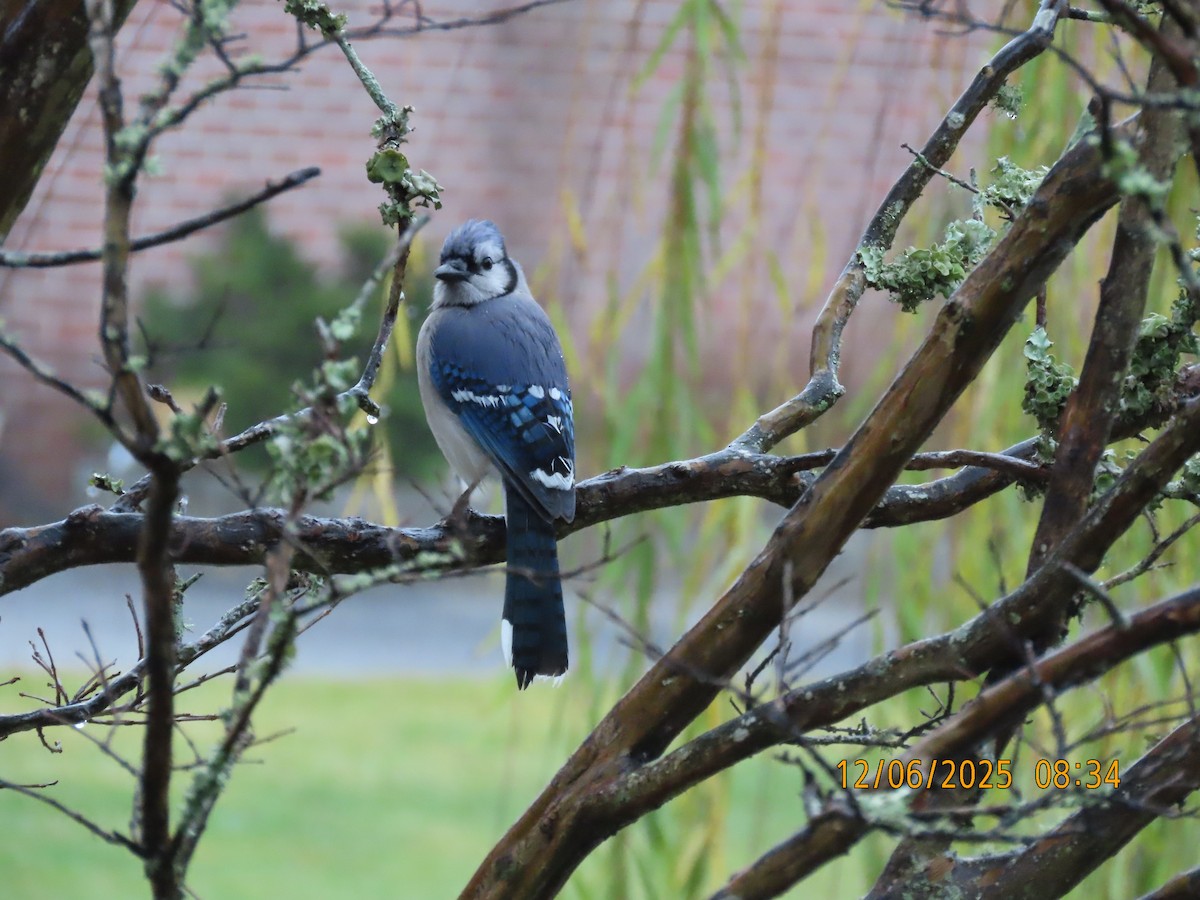 Blue Jay - ML646473624