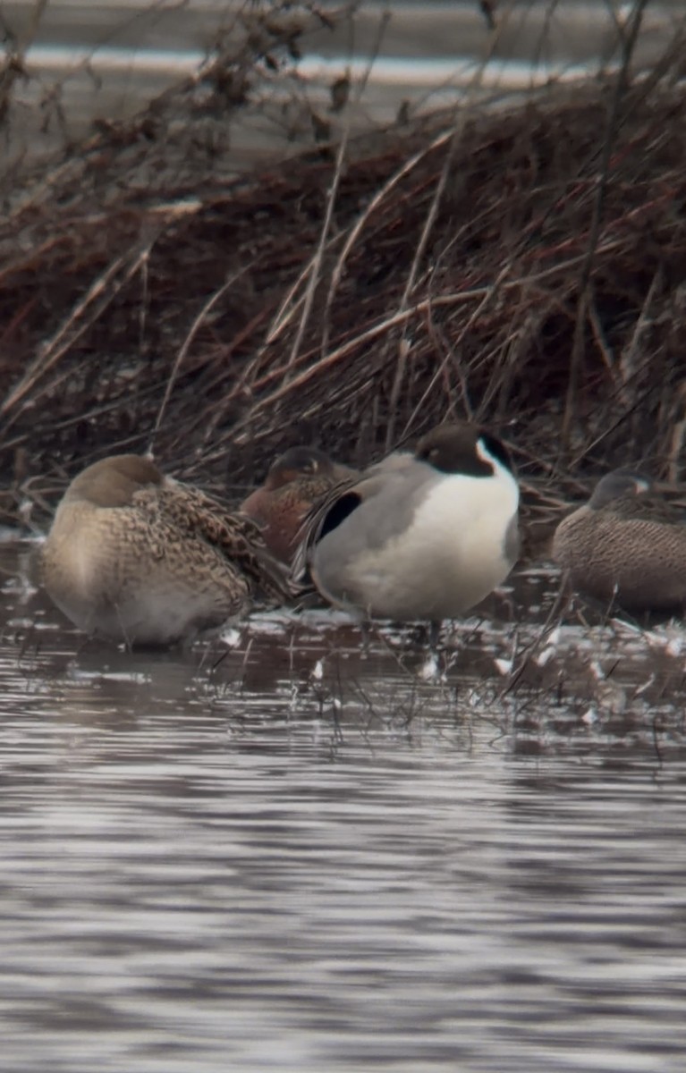 Mavi Kanatlı x Kızıl Ördek - ML646473630