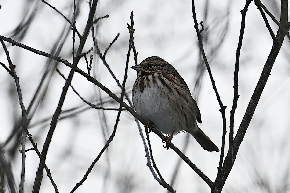 Song Sparrow - ML646473642
