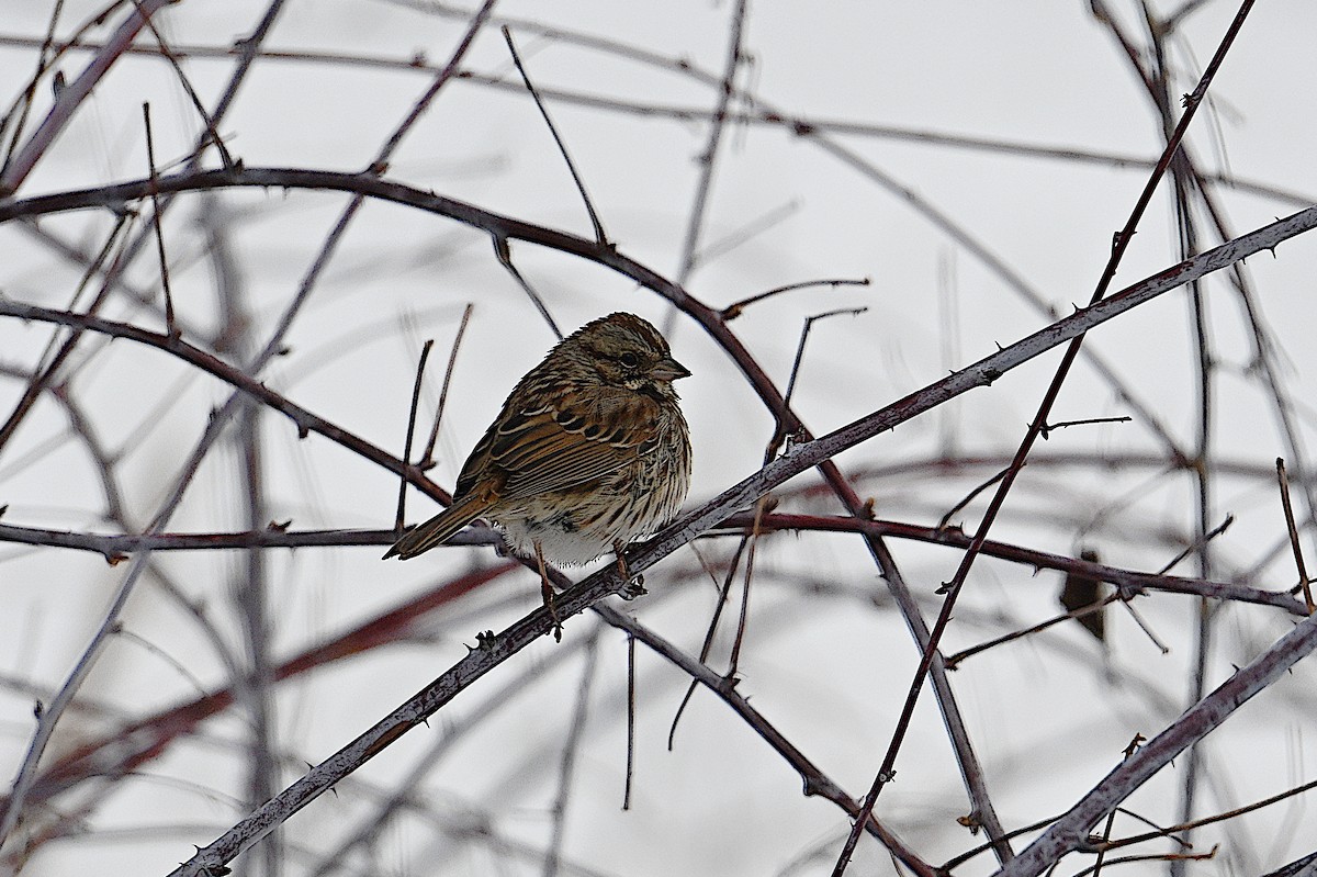 Song Sparrow - ML646473643