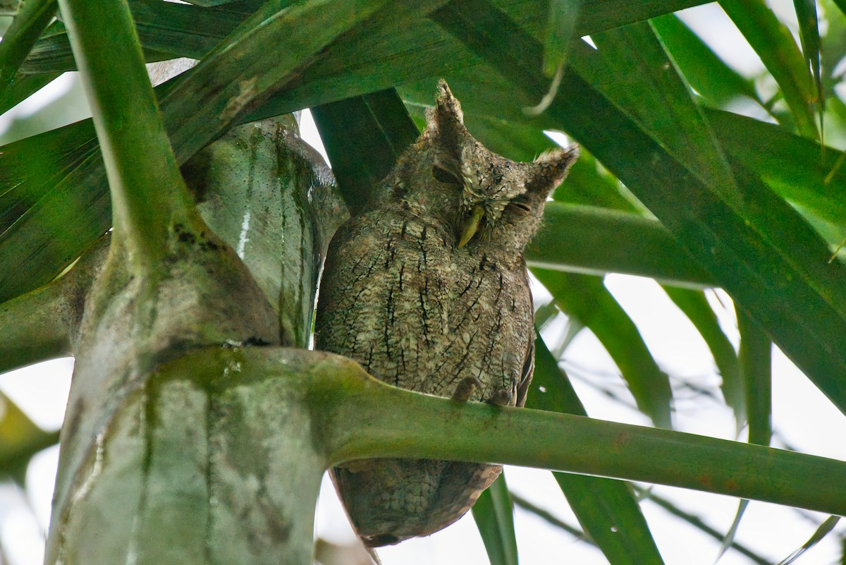 クーパーコノハズク - ML646473644