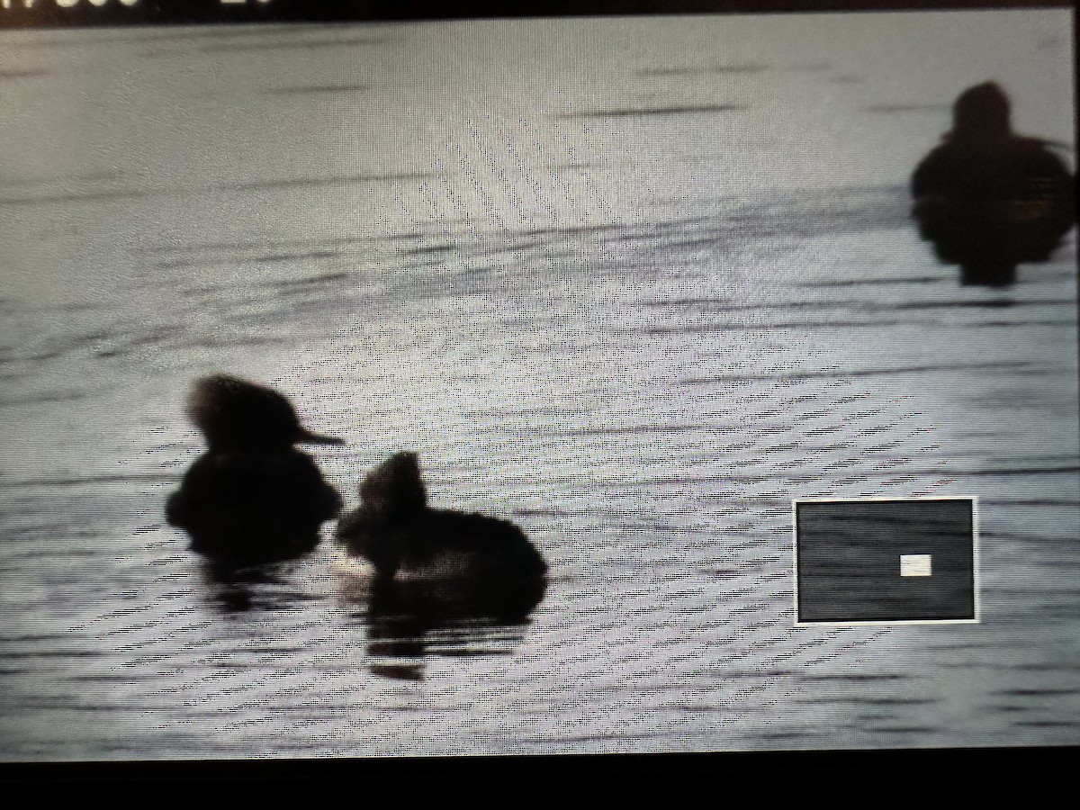Hooded Merganser - ML646473645