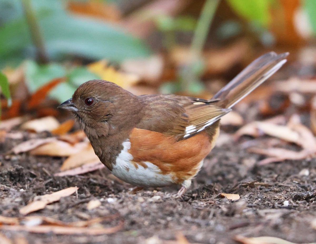 pipilo rudooký - ML646473646